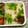 たるこちゃん's cooksnap of when they made ■菜の花とあさりの炊き込みご飯■.
