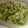 もりのりころ's cooksnap of when they made 豆もやしと豆苗の豆豆ナムル.