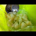 カノンカノン's cooksnap of when they made 野草クッキング　ノビルの酢味噌和え.