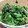 夜の繭's cooksnap of when they made 旬「菜の花」とわかめのわさび和え♪.