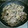 ふりかけマカロニ's cooksnap of when they made きのこと豚肉のガーリック炒め.