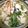 nyangomama's cooksnap of when they made かに鍋.
