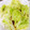 NAGANO久留米's cooksnap of when they made とっても簡単！キャベツの中華風.