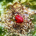 アイアンツリー's cooksnap of when they made 簡単♫♫　梅とワカメのあっさり雑炊.