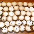 つくるお's cooksnap of when they made ＦＰで簡単サクサク！まんまるサブレ♥.