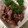 すーさん☆'s cooksnap of when they made ほたるいか･･･軟骨の取り方.
