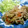 かほ811's cooksnap of when they made 豚肉のにんにくしょうが焼き.