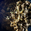 紫陽花2020's cooksnap of when they made 簡単＊旨〜っ！マグロそぼろ♬.
