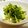 miponiko's cooksnap of when they made 豆苗のごまあえ.
