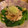 Gachapiiii's cooksnap of when they made 鯵の干物とほうれん草のおひたし.