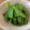 senayan's cooksnap of when they made 簡単すぎて旨い♪きぬさやの塩麹炒め.