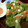 のんちゃか's cooksnap of when they made 簡単♪水菜が主役の生春巻き.