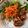 dollyj's cooksnap of when they made ＊鶏の生姜焼き＊.