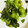 こことわママ。's cooksnap of when they made ★超簡単きゅうりとわかめの酢のもの★.