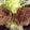 ぺあやの's cooksnap of when they made 大葉と豆腐のつくねばーぐ☆卵なし.