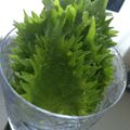 アスカチャチャ's cooksnap of when they made ＊大葉の保存方法＊.