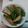 ルリヲ's cooksnap of when they made ＊旬＊新じゃがスナップえんどうバター炒め.