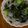 amethyst24's cooksnap of when they made 春雨ときゅうりの酢の物.