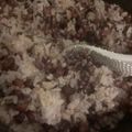 あまぐりぐり's cooksnap of when they made 赤飯☆あずきごはん（炊飯器で炊く）.