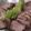 seyumama's cooksnap of when they made あっさりヘルシー煮豚.