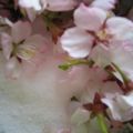 りむゆらマンマ's cooksnap of when they made 桜香る☆塩.