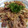 りしい♪ママ's cooksnap of when they made 柔らか豚肉とシャキシャキえのきの紫蘇炒め.