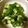 kyokoha's cooksnap of when they made オクラのお浸し　とろろ昆布添え.