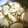 エドリバー's cooksnap of when they made かぶの生姜炒め.