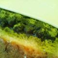 ゆーひーぴょん's cooksnap of when they made 宇治金時チーズ*トースト.