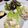 むにっむに♪'s cooksnap of when they made 濃厚！空豆のクリームチーズ玉子サラダ！.