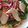 Remtan's cooksnap of when they made ゆで鶏胸肉の作り置き.
