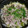うめのうち's cooksnap of when they made 簡単(ﾟдﾟ)ｳﾏｰもやしと豚の蒸し焼き.