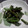 たぬとん's cooksnap of when they made ほうれん草の胡麻和え.