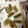 ask7280's cooksnap of when they made お弁当に♡ちくわの青海苔揚げ.