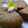 ママフィオ's cooksnap of when they made アガラサー⭐沖縄風蒸しケーキ.