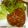 miponiko's cooksnap of when they made ﾊﾝﾊﾞｰｸﾞｿｰｽ＊ｳｽﾀｰｿｰｽなし.