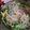 はるかなひとし's cooksnap of when they made 白菜と豚肉のミルフィーユ鍋.