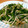 みぃmam＠'s cooksnap of when they made ほうれん草＆もやしの炒め物.