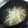 ☆★ｍｏｅ★☆'s cooksnap of when they made 節約簡単あったまる　もやしスープ.