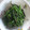 beagle.conan's cooksnap of when they made ひなまつり、柔らかせりのささっとごまあえ.