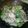 キミ1012's cooksnap of when they made そらまめと茹で鶏のサラダ.