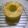 あんびぃ's cooksnap of when they made 焦がしバターシフォンケーキⅡ.