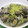 まーーたん's cooksnap of when they made あさりの酒蒸し.