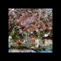 ちー助☆'s cooksnap of when they made 大阪のお好み焼き.