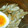 よしみるく's cooksnap of when they made 簡単☆ごぼうのサラダ.