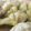 れんままチャン's cooksnap of when they made 手羽元の煮込み.
