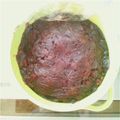 しゅうゆうけいはる母's cooksnap of when they made ◆手作りあんこ(粒あん)◆.