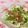 桃屋誰's cooksnap of when they made イベリコ豚のソフトサラミと新鮮かぶの前菜.