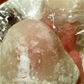 いもクリきんとん's cooksnap of when they made めっけもん♪本格派^^いちご大福.