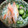 huto☆'s cooksnap of when they made 胡瓜とかにかまぼこの酢の物.